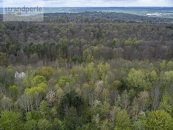 Bäume im Naturpark Schönbuch bei Herrenberg  Landkreis Böblingen  Baden-Württemberg  Deutschland  Europa