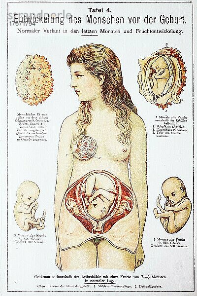 Entwicklung des Menschen vor der Geburt in der Frau  Historisch  digitale Reproduktion einer Originalvorlage aus dem 19. Jahrhundert