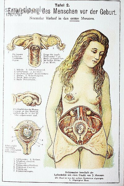 Entwicklung des Menschen vor der Geburt in der Frau  Historisch  digitale Reproduktion einer Originalvorlage aus dem 19. Jahrhundert