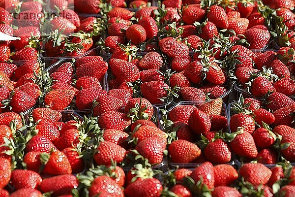 Frische Erdbeeren (Fragaria) in Schalen auf einem Marktstand  Deutschland  Europa