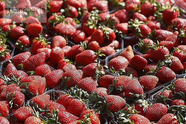 Frische Erdbeeren (Fragaria) in Schalen auf einem Marktstand  Deutschland  Europa