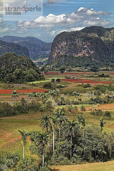 Blick vom Aussichtspunkt Mirador Los Jazmines auf Landschaft  Viñalestal  Valle de Viñales  Mogotes Berge  UNESCO Weltkulturerbe  Sierra de los Órganos  Orgelpfeifengebirge  Provinz Pinar del Río  Kuba  Große Antillen  Karibik  Mittelamerika