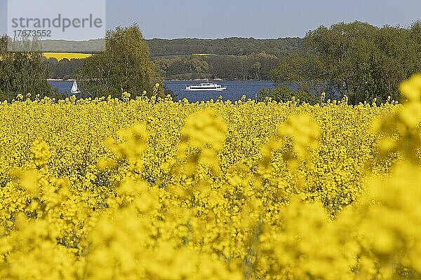 Rapsfelder  Ausflugsschiff und Segelboot  Groß Sarau  Großer Ratzeburger See  Schleswig-Holstein  Deutschland  Europa