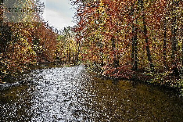 Fluss Würm  gelb und rot verfärbte Bäume im Herbst  Flusslandschaft  Würmtal bei Gauting  Bayern  Deutschland  Europa