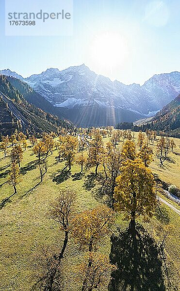 Karwendel  Luftaufnahme  Großer Ahornboden im Herbst  Gelber Bergahorn  Rißtal in der Eng  Tirol  Österreich  Europa