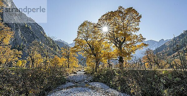 Sonnenstern  Großer Ahornboden im Herbst  Gelber Bergahorn  Rißtal in der Eng  Tirol  Österreich  Europa