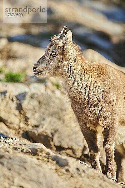 Alpensteinbock (Capra ibex) im Wildpark Aurach bei Kitzbühel  Österreich  Europa