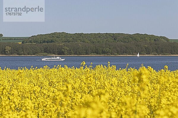 Rapsfeld  Ausflugsschiff und Segelboot  Groß Sarau  Großer Ratzeburger See  Schleswig-Holstein  Deutschland  Europa