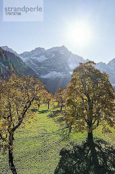 Karwendel  Luftaufnahme  Großer Ahornboden im Herbst  Gelber Bergahorn  Rißtal in der Eng  Tirol  Österreich  Europa