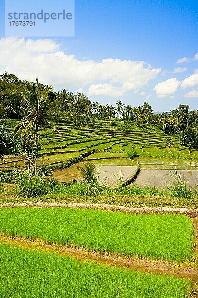 Green rice terraces on Bali island