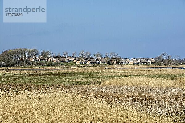 Feriendorf Reetdorf Geltinger Birk  Naturschutzgebiet Geltinger Birk  Geltinger Bucht  Schleswig-Holstein  Deutschland  Europa