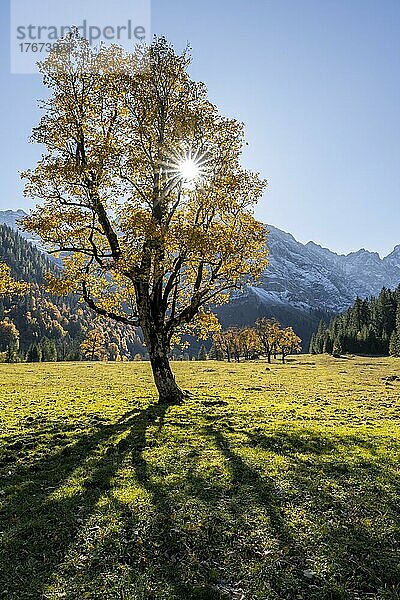 Sonnenstern  Karwendel und großer Ahornboden im Herbst  Gelber Bergahorn  Rißtal in der Eng  Tirol  Österreich  Europa