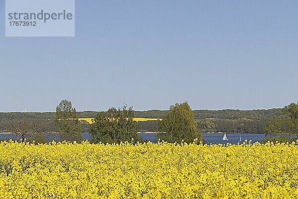 Rapsfelder  Segelboot  Groß Sarau  Großer Ratzeburger See  Schleswig-Holstein  Deutschland  Europa