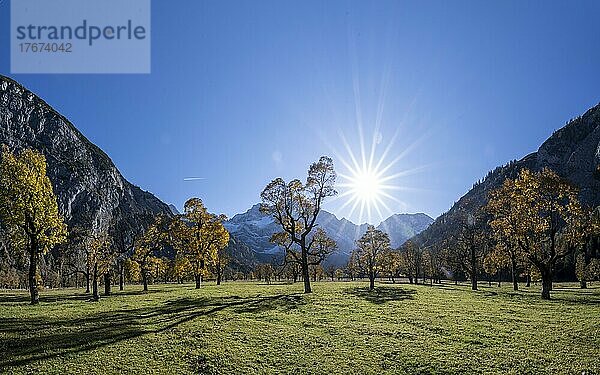 Karwendel  Sonnenstern  Großer Ahornboden im Herbst  Gelber Bergahorn  Rißtal in der Eng  Tirol  Österreich  Europa