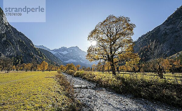 Sonnenstern  Spitzkarspitze und großer Ahornboden im Herbst  Gelber Bergahorn  Rißtal in der Eng  Tirol  Österreich  Europa