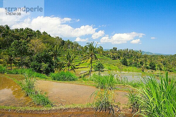 Green rice terraces on Bali island