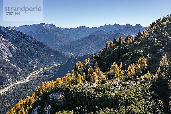 Gelbe Lärchen  Herbst  Wettersteingebirge  bei Mittenwald  Bayern  Deutschland  Europa