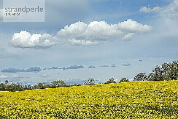 Rapsfeld bei Schegerott  Schleswig-Holstein  Deutschland  Europa