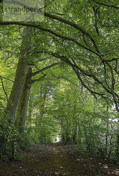 Buchenwald  Buchen (Fagus) im Reitlingstal  Naturpark Elm-Lappwald  Erkerode  Niedersachsen  Deutschland  Europa