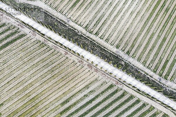 Luftaufnahme  Zypressen (Cupressus) und Weingärten  Luftaufnahme  Provinz Siena  Toskana  Italien  Europa