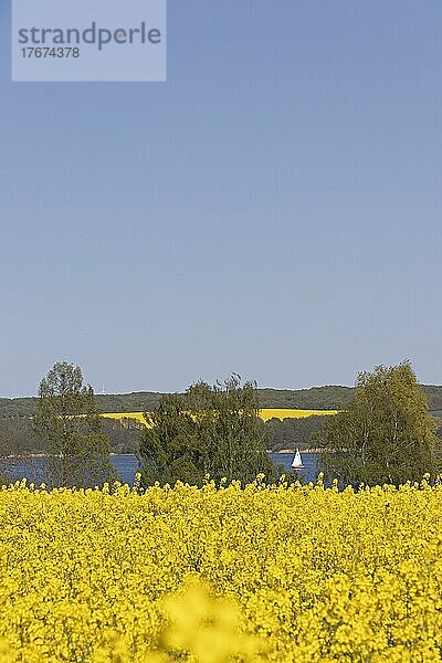 Rapsfelder  Segelboot  Groß Sarau  Großer Ratzeburger See  Schleswig-Holstein  Deutschland  Europa