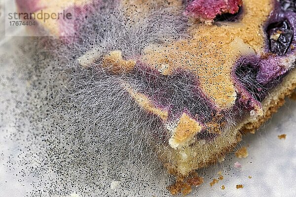 Köpfchenschimmel (Mucor) auf Obstkuchen  Studioaufnahme