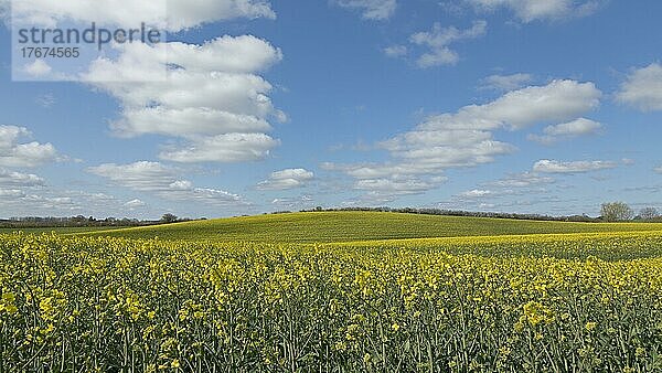 Rapsfeld bei Lindau  Schlei  Schleswig-Holstein  Deutschland  Europa