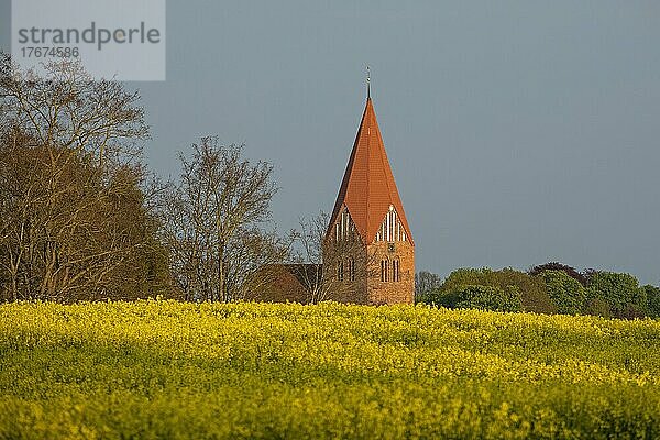 Kirche  Klütz  Rapsfeld  Mecklenburg-Vorpommern  Deutschland  Europa