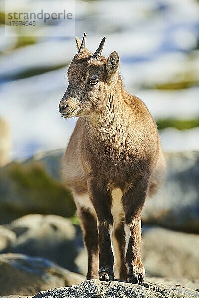 Alpensteinbock (Capra ibex) im Wildpark Aurach bei Kitzbühel  Österreich  Europa