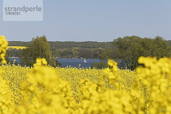 Rapsfelder  Segelboot  Groß Sarau  Großer Ratzeburger See  Schleswig-Holstein  Deutschland  Europa