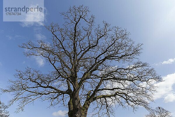 Kahler  alter Eichenbaum (Quercus)  Salzhausen  Niedersachen  Deutschland  Europa