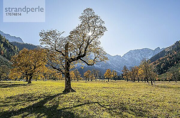 Sonnenstern  Karwendel  Großer Ahornboden im Herbst  Gelber Bergahorn  Rißtal in der Eng  Tirol  Österreich  Europa