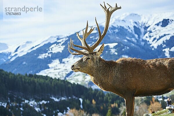 Rothirsch (Cervus elaphus) in den Alpen  Wildpark Aurach  Kitzbühel  Österreich  Europa