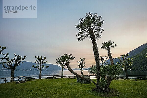 Palmen am Seeufer  Sonnenuntergang  Cannero Riviera  Lago Maggiore  Provinz Verbano-Cusio-Ossola  Region Piemont  Italien  Europa