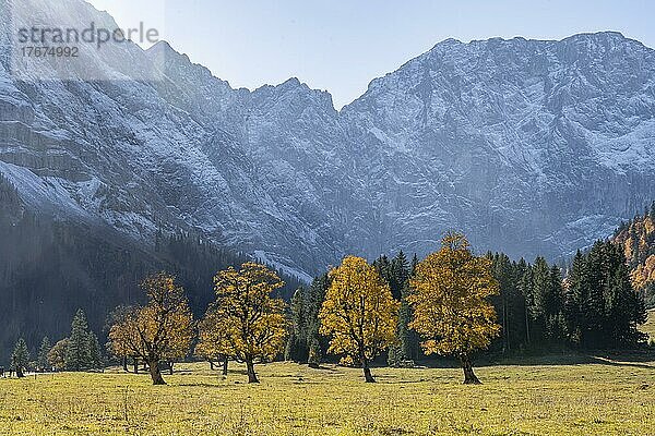 Karwendel  Großer Ahornboden im Herbst  Gelber Bergahorn  Rißtal in der Eng  Tirol  Österreich  Europa
