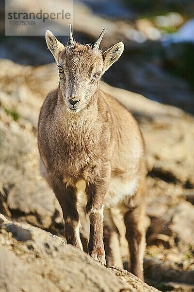 Alpensteinbock (Capra ibex) im Wildpark Aurach bei Kitzbühel  Österreich  Europa