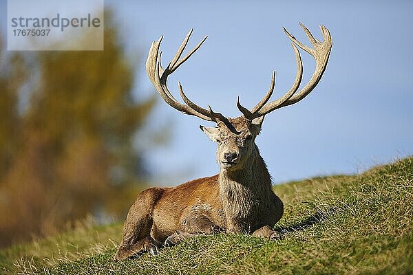 Rothirsch (Cervus elaphus) in den Alpen  Wildpark Aurach  Kitzbühel  Österreich  Europa