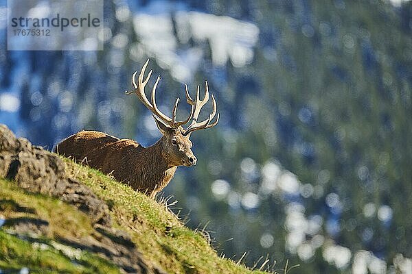 Rothirsch (Cervus elaphus) in den Alpen  Wildpark Aurach  Kitzbühel  Österreich  Europa