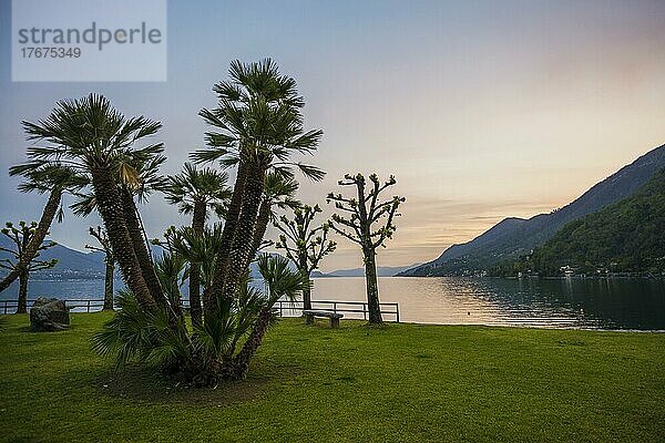 Palmen am Seeufer  Sonnenuntergang  Cannero Riviera  Lago Maggiore  Provinz Verbano-Cusio-Ossola  Region Piemont  Italien  Europa