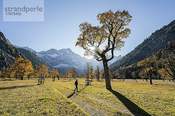 Junge Frau wandert  Sonnenstern  Karwendel und großer Ahornboden im Herbst  Gelber Bergahorn  Rißtal in der Eng  Tirol  Österreich  Europa