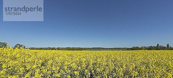 Rapsfeld  Groß Sarau  Großer Ratzeburger See  Schleswig-Holstein  Deutschland  Europa