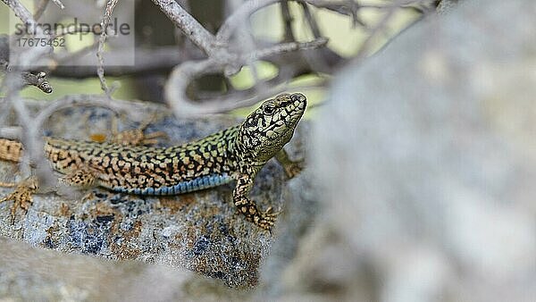 Makroaufnahme  Eidechse (lacerta) auf Stein  Gestrüpp  Korthi  Steinbrücke  Dipotamata Schlucht  Insel Andros  Kykladen  Griechenland  Europa