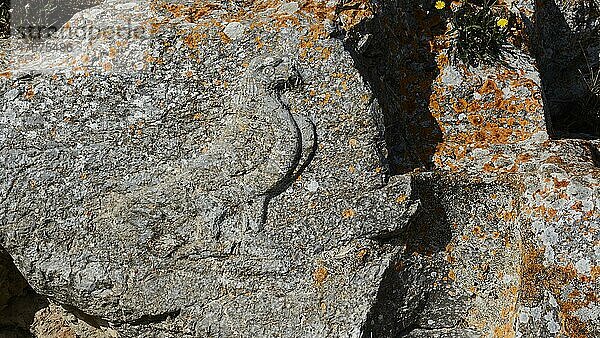 Antikes Relief  Nahaufnahme  Greifvogel  Alt-Thera  Berggipfel  Archäologische Ausgrabungsstätte  Perissa  Kamari  Insel Santorini  Kykladen  Griechenland  Europa