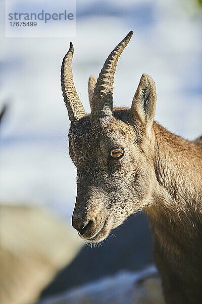 Alpensteinbock (Capra ibex) weiblich im Wildpark Aurach bei Kitzbühel  Österreich  Europa