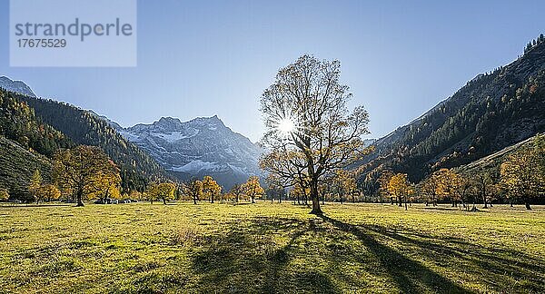 Sonnenstern  Spitzkarspitze und großer Ahornboden im Herbst  Gelber Bergahorn  Rißtal in der Eng  Tirol  Österreich  Europa