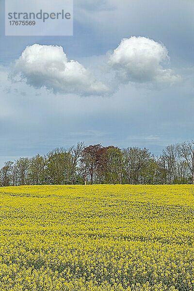 Rapsfeld bei Schegerott  Schleswig-Holstein  Deutschland  Europa