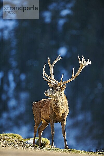 Rothirsch (Cervus elaphus) in den Alpen  Wildpark Aurach  Kitzbühel  Österreich  Europa