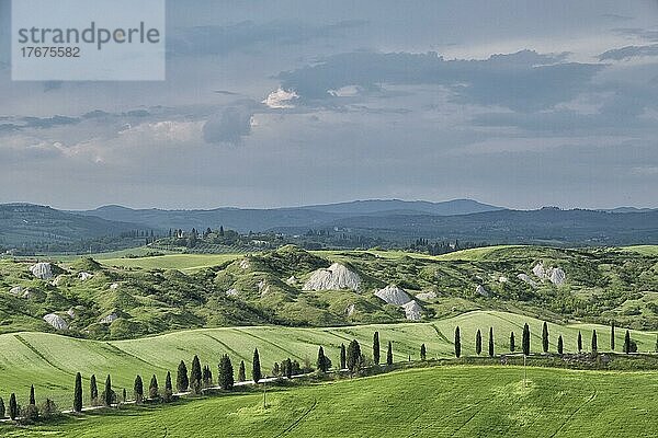 Biancane di Leonina  hügelige Landschaft mit Zypressen  Crete Senesi  Provinz Siena  Toskana  Italien  Europa