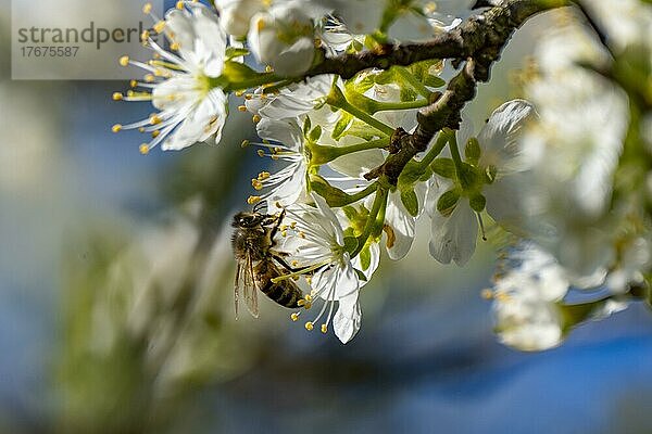 Eine Biene (Apiformes) (Anthophila) saugt in Blüten einer Sauerkirsche (Prunus cerasus)  Braunschweig  Niedersachsen  Deutschland  Europa