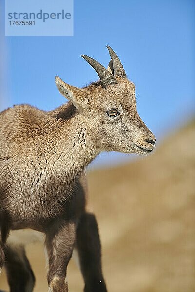 Alpensteinbock (Capra ibex) im Wildpark Aurach bei Kitzbühel  Österreich  Europa